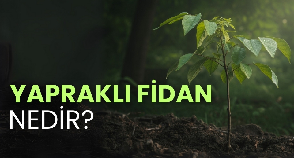 Yapraklı Fidan Nedir?